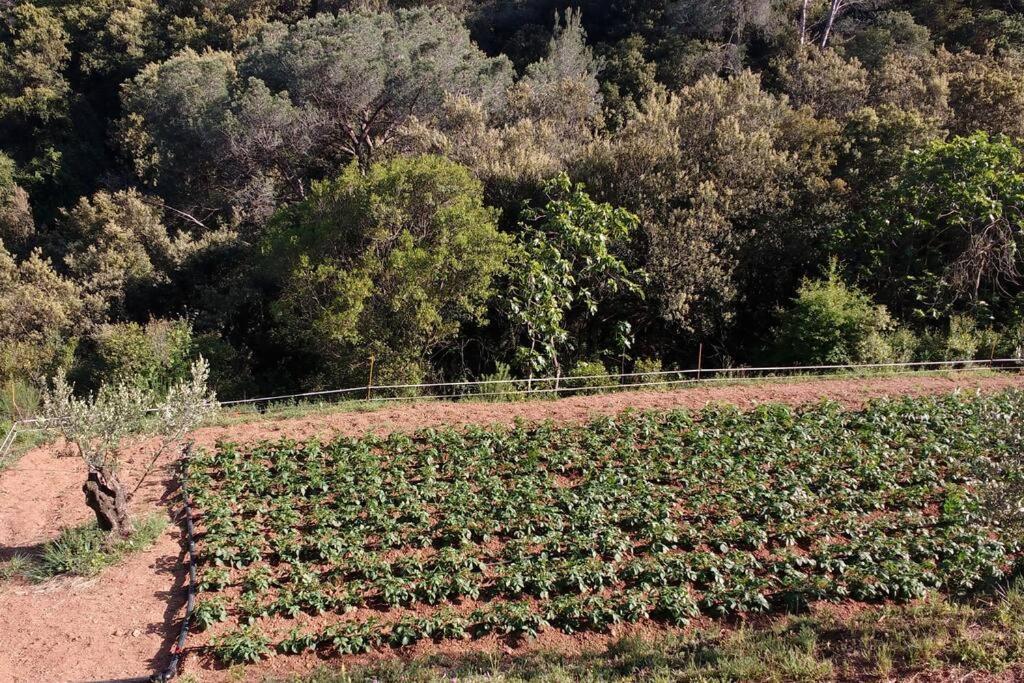 Cottage Eco-Friendly Barcelona Country Side La Garriga Eksteriør billede