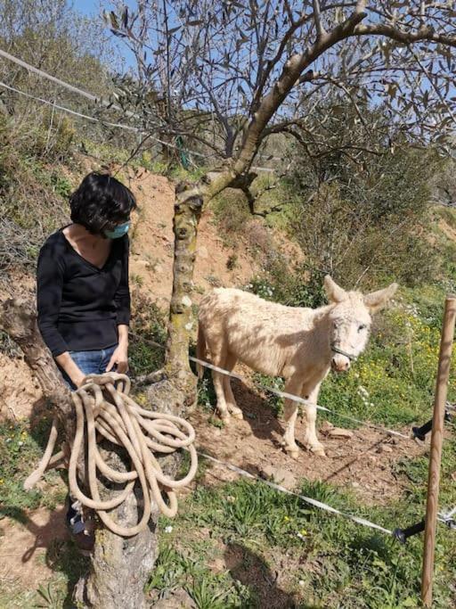 Cottage Eco-Friendly Barcelona Country Side La Garriga Eksteriør billede